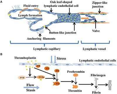 Coagulation in <mark class="highlighted">Lymphatic System</mark>